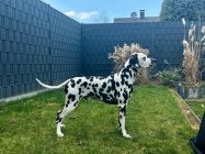 Jackpot von der Bad Münstereifeler Höhe